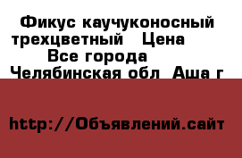 Фикус каучуконосный трехцветный › Цена ­ 500 - Все города  »    . Челябинская обл.,Аша г.